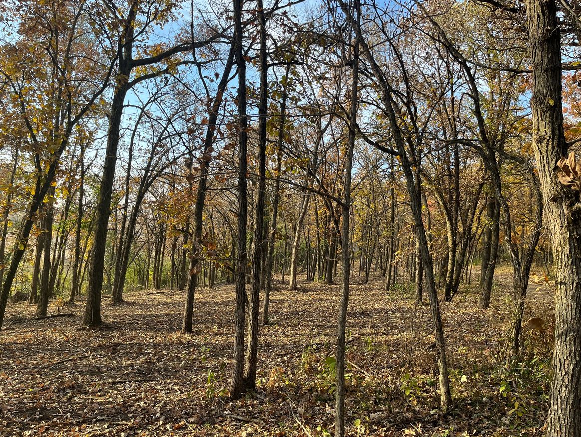 Buckthorn removal and woods thinning